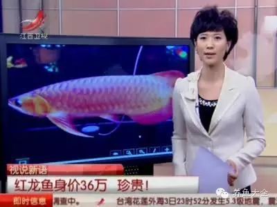 紅龍魚幼年期多久換一次水？