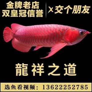 龍魚吃什么活魚好一點，龍魚可以吃的小魚種類比較多
