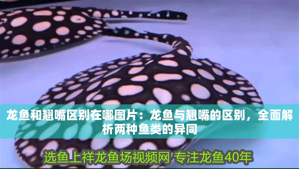 龍魚和翹嘴區別在哪圖片：龍魚與翹嘴的區別，全面解析兩種魚類的異同