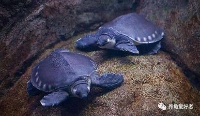 可以和龍魚混養(yǎng)的龜有哪些：哪些龜類可以與龍魚混養(yǎng)