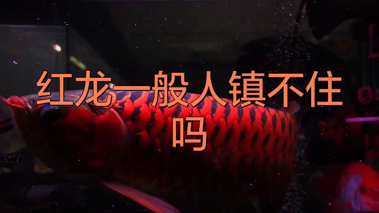 大湖紅龍魚的市場價格走勢如何？