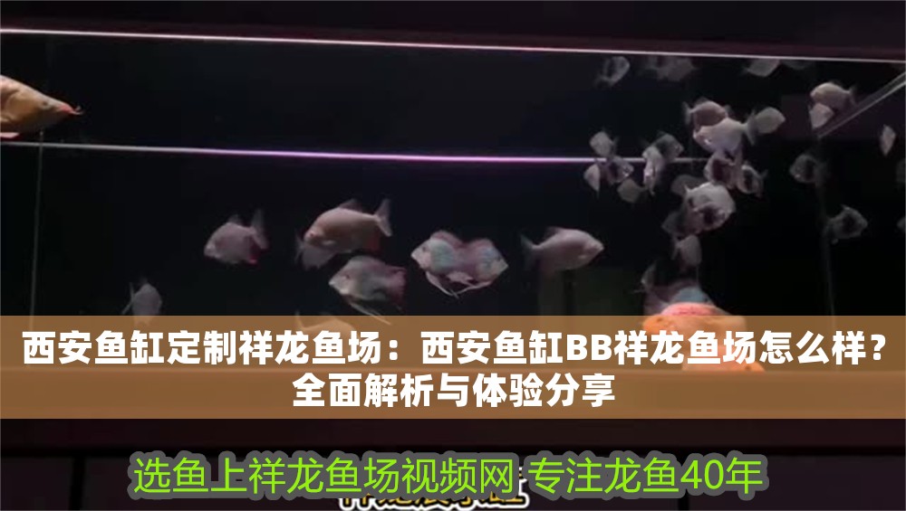 西安魚缸定制祥龍魚場：西安魚缸BB祥龍魚場怎么樣？全面解析與體驗分享