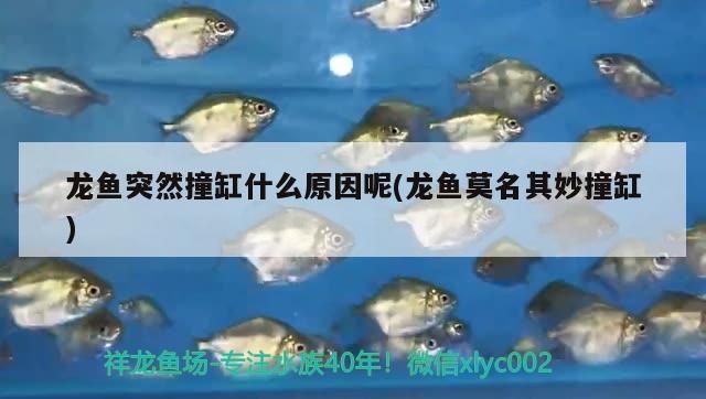 龍魚突然撞缸什么原因呢(龍魚莫名其妙撞缸)