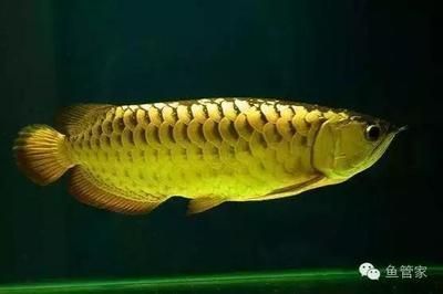龍魚怎么訓練才能長大：如何判斷龍魚營養均衡，龍魚混養注意事項，龍魚膽小怎么辦