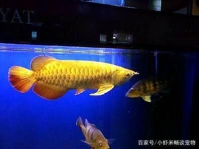 金龍魚適合什么樣的燈光:金龍魚在飼養過程中適合使用白光和黃光的燈光開關時間 龍魚百科 第1張 金龍魚適合什么樣的燈光:金龍魚在飼養過程中適合使用白光和黃光的燈光開關時間 金龍魚適合什么樣的燈光:金龍魚在飼養過程中適合使用白光和黃光的燈光開關時間 龍魚百科 第1張