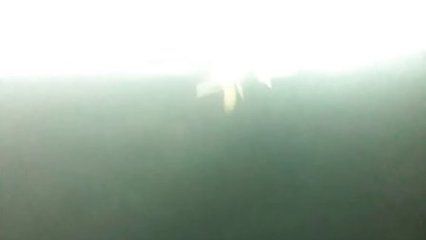 金龍魚日記300字【《金龍魚的一天》】