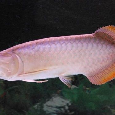 龍魚號半是啥意思