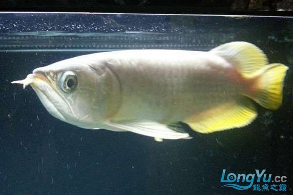 龍魚號半是啥意思