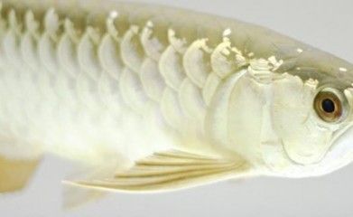 龍魚水霉病怎么治療：龍魚水霉病護理要點，
