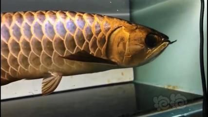 李亞四金龍魚返垢可能性詳細分析李亞四金龍魚返垢可能性：李亞四金龍魚會返垢嗎？