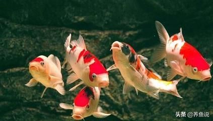 龍魚可以和普通金魚一起養嗎：龍魚可以和普通金魚一起養嗎？