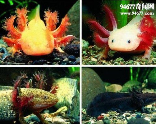 六角恐龍魚最大圖片：六角恐龍魚最大尺寸圖片展示了它那引人注目的體態特征