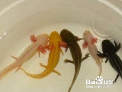 六角恐龍魚最大圖片：六角恐龍魚最大尺寸圖片展示了它那引人注目的體態特征