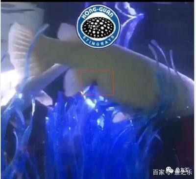 紅龍魚與白化火箭魚共存環(huán)境：紅龍魚與白化火箭魚共存研究
