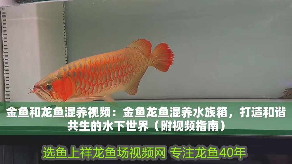 金魚和龍魚混養視頻：金魚龍魚混養水族箱，打造和諧共生的水下世界（附視頻指南）