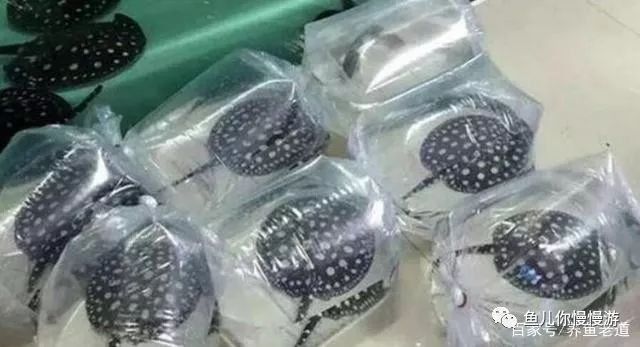 龍魚外寄期間需要停食嗎？