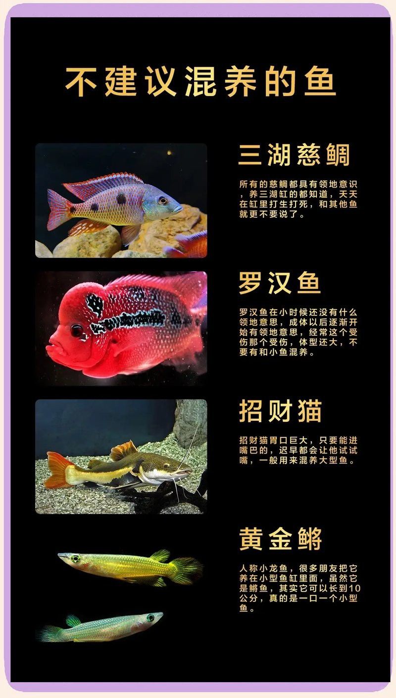 虎皮魚能和雷龍魚混養嗎 虎皮魚能和雷龍魚混養嗎 龍魚百科 第6張