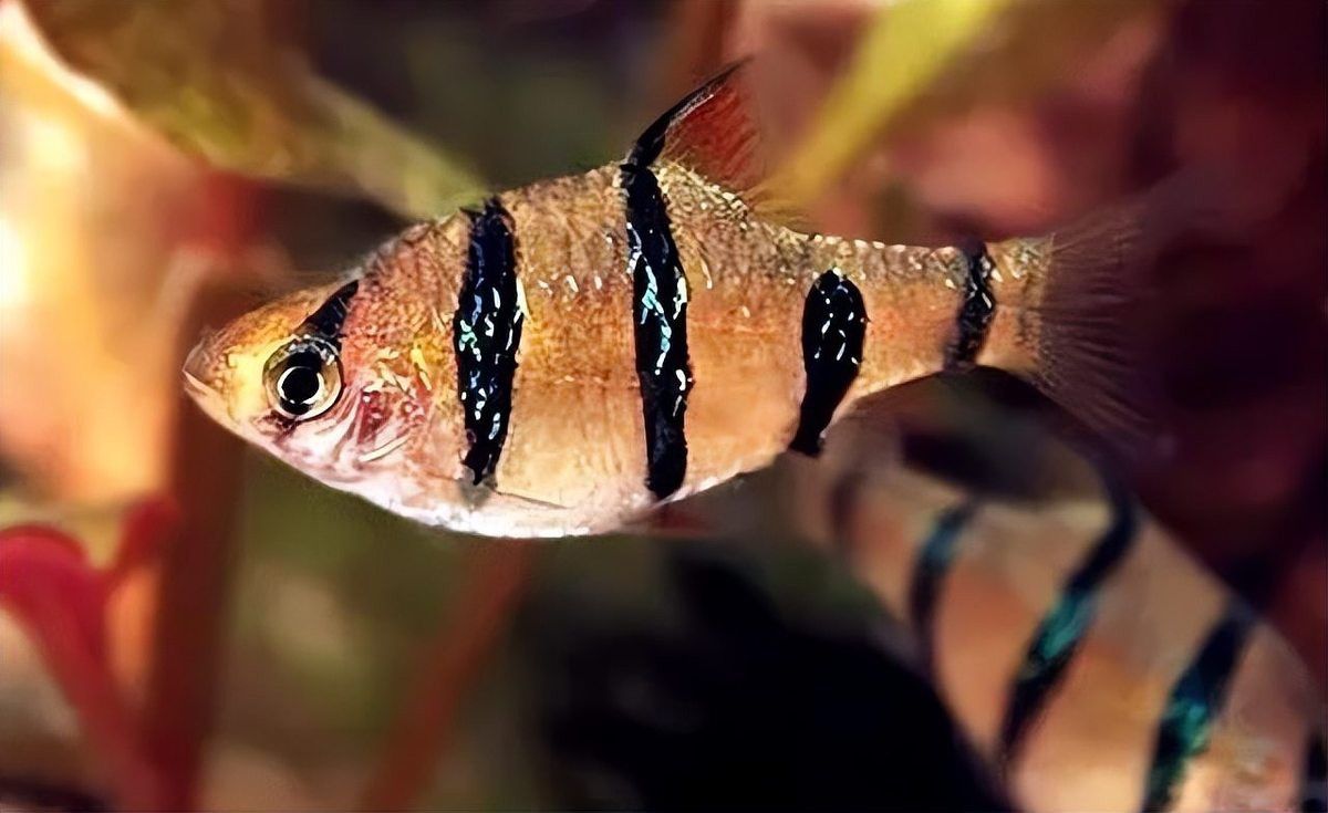 虎皮魚能和雷龍魚混養嗎 虎皮魚能和雷龍魚混養嗎 龍魚百科 第3張