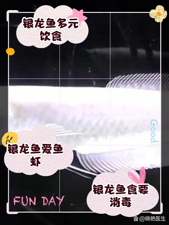 銀龍魚(yú)吃小龍蝦嗎