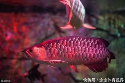 紅龍魚吃什么食物長得快些（紅龍魚吃什么最好）