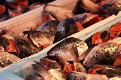 龍魚眼睛突出的原因分析（龍魚眼睛突出可能由哪些因素引起）