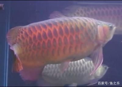 龍魚總是來回游很快（為什么龍魚總是來回游很快？）