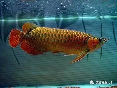 龍魚總是來回游很快（為什么龍魚總是來回游很快？）