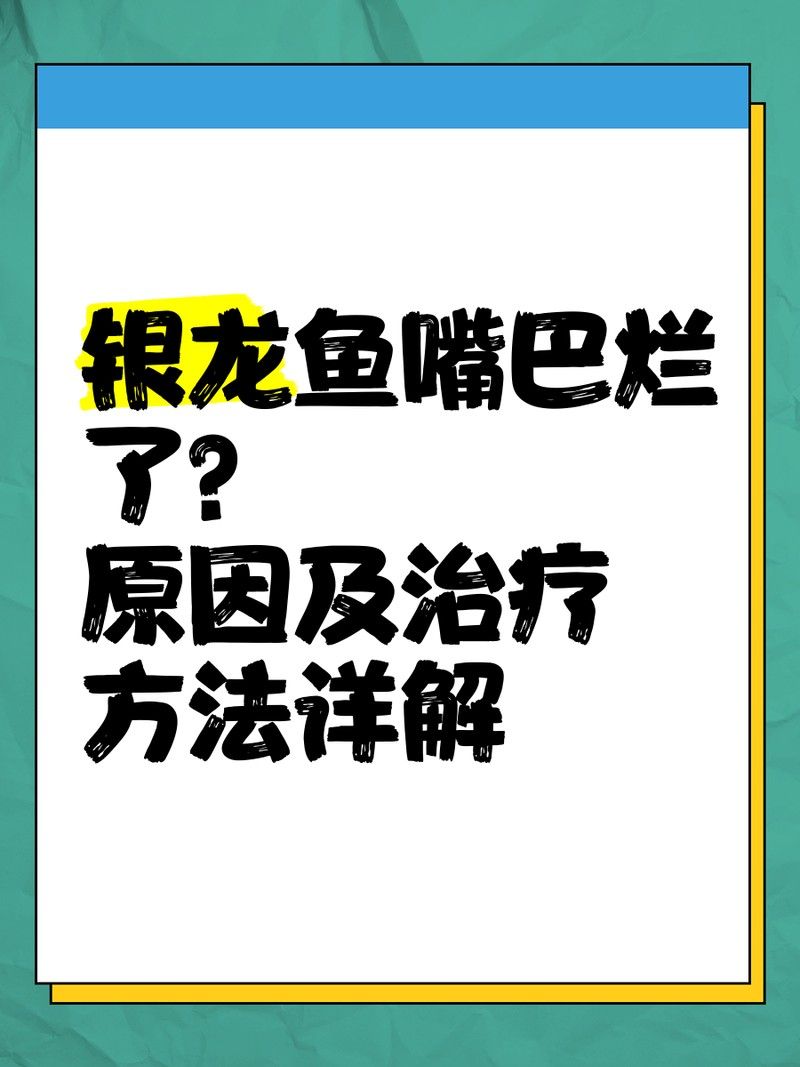 銀龍魚嘴巴撞爛了怎么辦啊