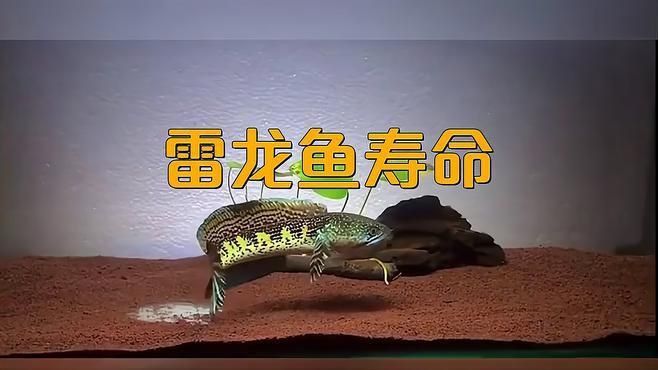 奶茶雷龍壽命