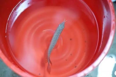 養龍魚最怕什么蟲子咬：養龍魚最怕的蟲子主要包括白線蟲、六鉤幼蟲和渦蟲