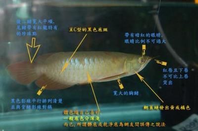 怎么克服龍魚怕光呢：判斷龍魚的健康狀況需要從多個方面進行綜合考慮