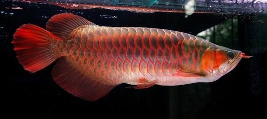 龍魚生活在什么地方最好：龍魚的最佳生活環境