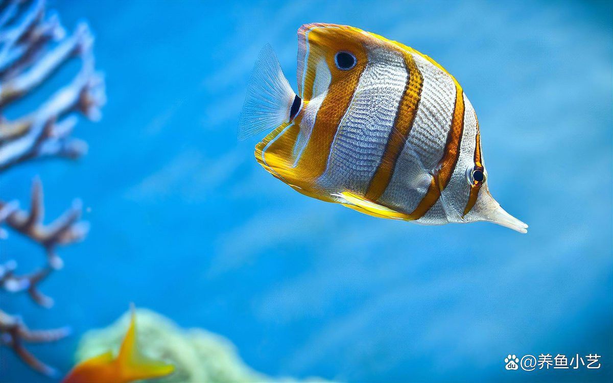 有哪些品牌維生素適合翡翠龍魚？