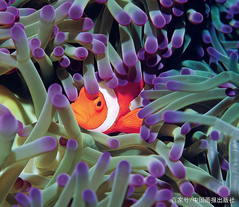 深海龍魚有哪些特殊防御機制？