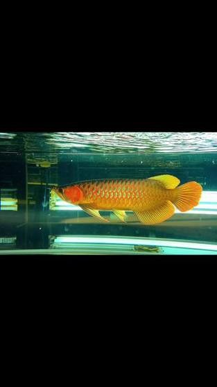 白玉紅龍魚是什么品種的好