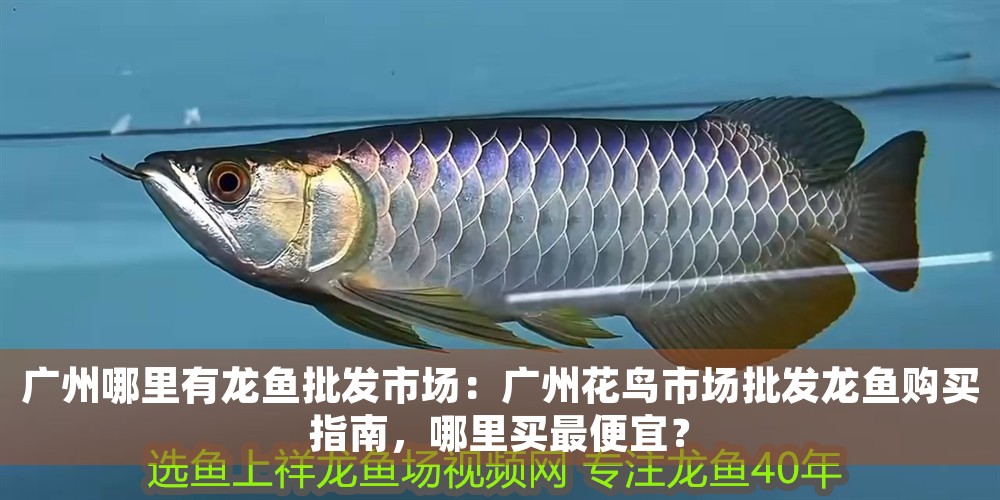 廣州哪里有龍魚批發市場：廣州花鳥市場批發龍魚購買指南，哪里買最便宜？