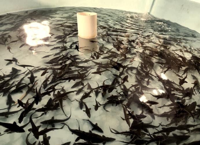 鱘龍魚多少錢一斤2022