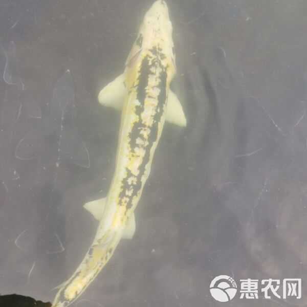 鱘龍魚多少錢一斤2022