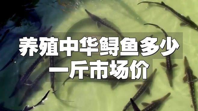 鱘龍魚多少錢一斤2022