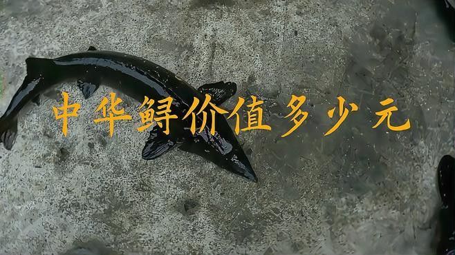鱘龍魚多少錢一斤2022