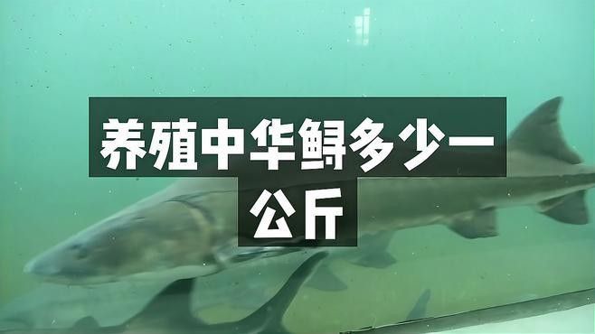 鱘龍魚多少錢一斤2022
