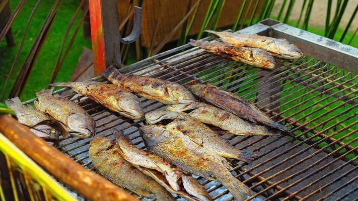 超血紅龍魚圖片：超血紅龍魚的飼養方法，從入門到精通