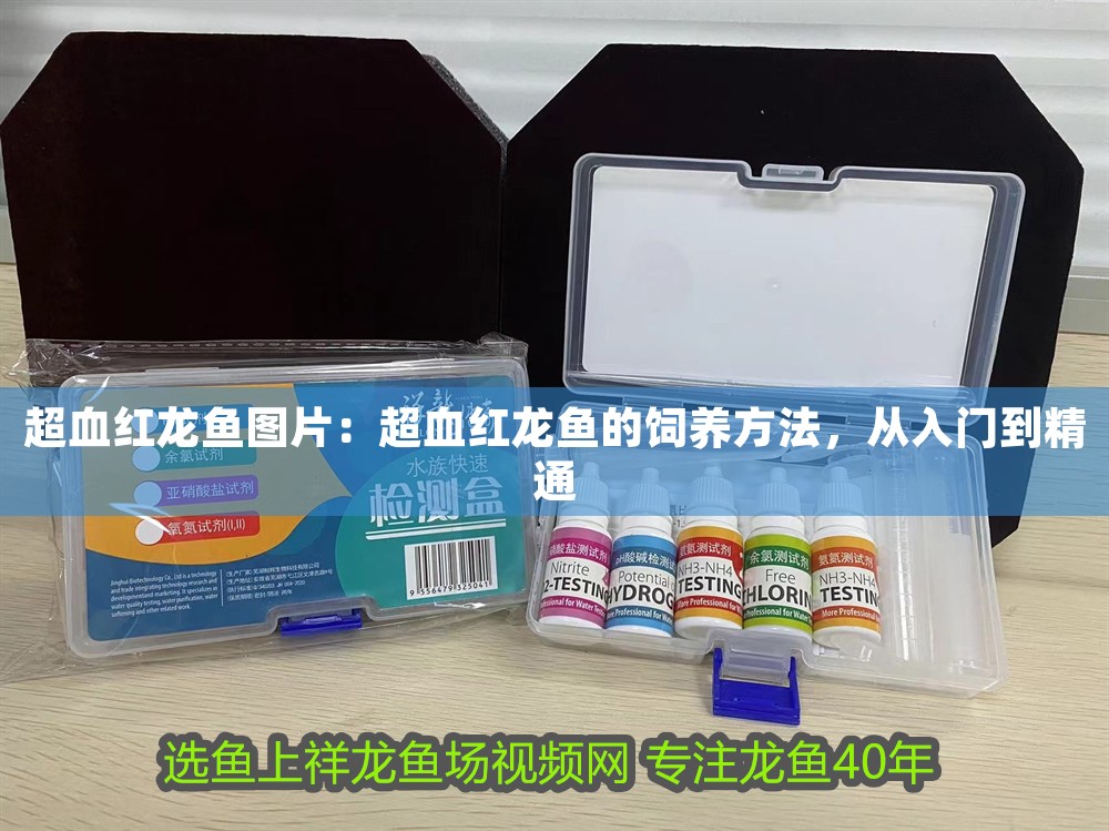 超血紅龍魚圖片：超血紅龍魚的飼養方法，從入門到精通