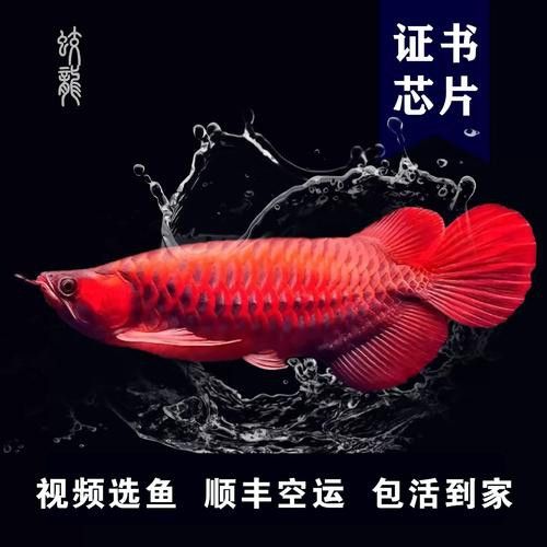 最小的紅龍魚苗多少錢一條啊圖片欣賞