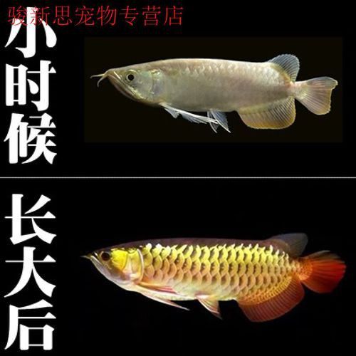 最小的紅龍魚苗多少錢一條啊圖片欣賞