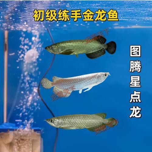 最小的紅龍魚苗多少錢一條啊圖片欣賞