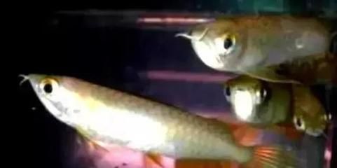 如何讓龍魚長得快些：如何讓龍魚快速生長 如何讓龍魚長得快些：如何讓龍魚快速生長 龍魚百科 第1張