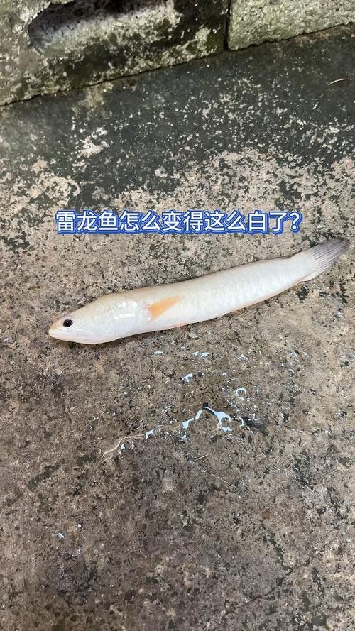 白色雷龍魚品種大全圖解圖片