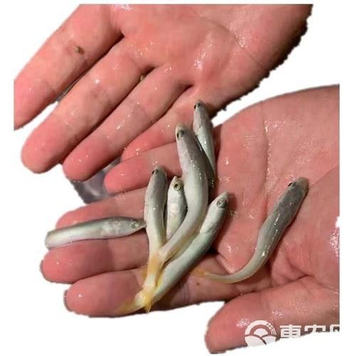 白色雷龍魚品種大全圖解圖片