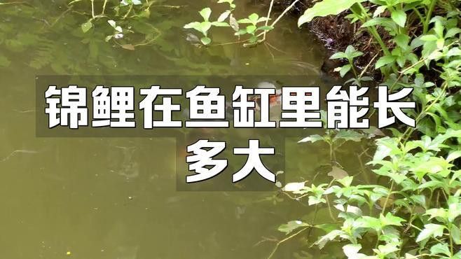 龍魚和錦鯉需要多大的魚缸？ 龍魚和錦鯉需要多大的魚缸？ 龍魚百科 第3張